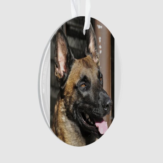 belgië malinois.png ornament (voorkant)