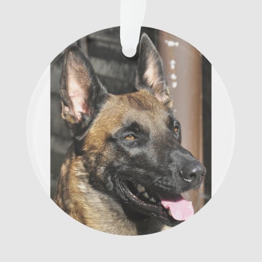 belgië malinois.png ornament (voorkant)