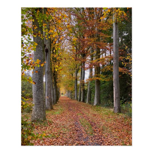Belgisch bos in de herfst reizen perfect poster (Voorkant)