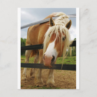 Belgisch conceptpaard, heb je worteltjes? briefkaart