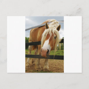 Belgisch conceptpaard, heb je worteltjes? briefkaart