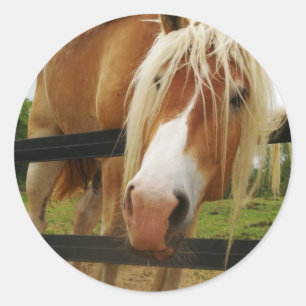 Belgisch conceptpaard, heb je worteltjes? ronde sticker