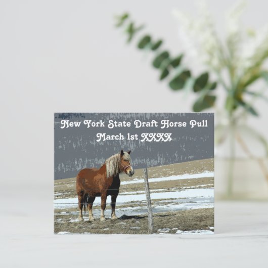 Belgisch conceptpaard in het Briefkaart Paddock (Staand voorkant)