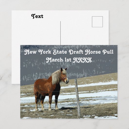 Belgisch conceptpaard in het Briefkaart Paddock (Voorkant / Achterkant)