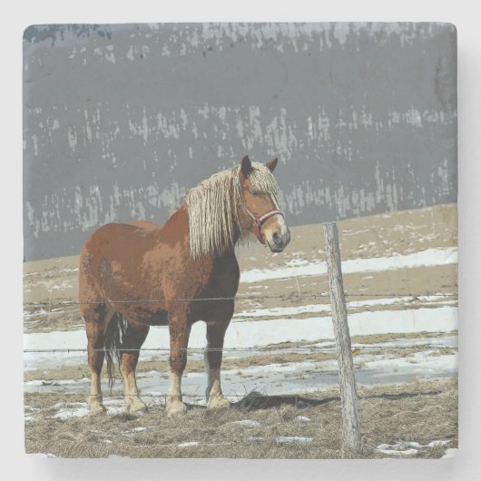 Belgisch conceptpaard in het Onderzetter van de pa (Voorkant)