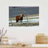 Belgisch conceptpaard in het Poster Paddock (Keuken)