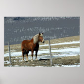 Belgisch conceptpaard in het Poster Paddock (Voorkant)