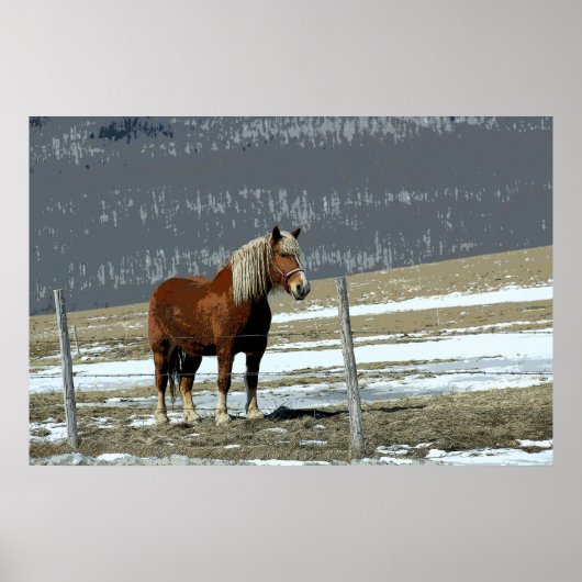 Belgisch conceptpaard in het Poster Paddock (Voorkant)