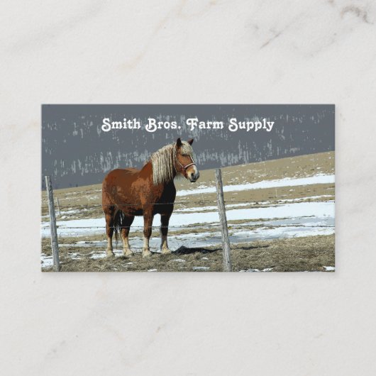 Belgisch conceptpaard in het Visitekaartje Paddock (Voorkant)