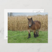 Belgisch conceptpaard voor een maïsveld briefkaart (Voorkant / Achterkant)