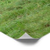 Belgisch conceptpaard voor een maïsveld poster (Hoek)