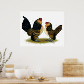 Belgisch d'Anvers Bantams: kwartels Poster (Keuken)