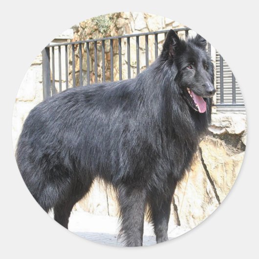 Belgisch (Groenendael) vol Ronde Sticker (Voorkant)