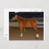 Belgisch in show ring briefkaart (Voorkant / Achterkant)