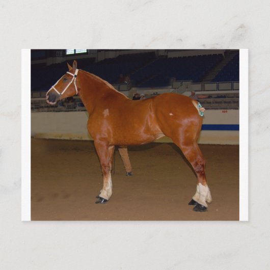 Belgisch in show ring briefkaart (Voorkant)