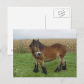 Belgisch ontwerp-paard terugkijkend briefkaart (Voorkant / Achterkant)