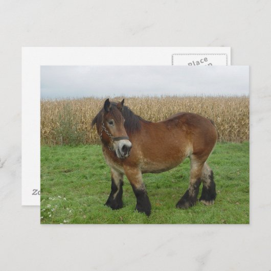 Belgisch ontwerp-paard terugkijkend briefkaart (Voorkant / Achterkant)