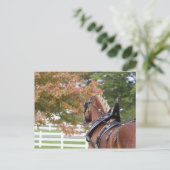 Belgisch ontwerppaard in het Briefkaart Harness (Staand voorkant)