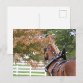 Belgisch ontwerppaard in het Briefkaart Harness (Voorkant / Achterkant)