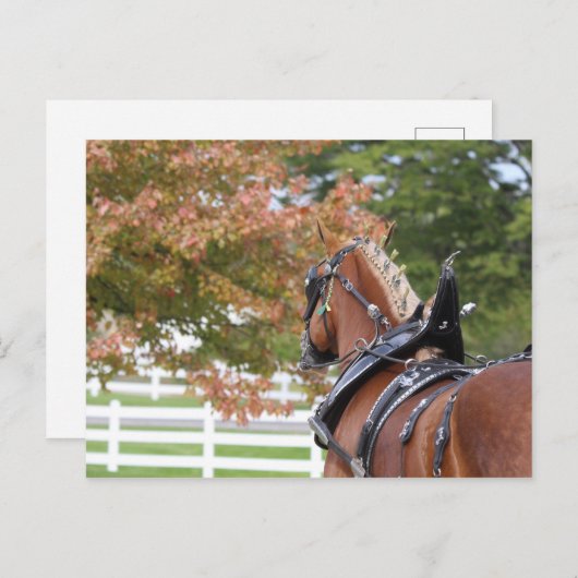 Belgisch ontwerppaard in het Briefkaart Harness (Voorkant / Achterkant)