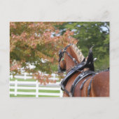 Belgisch ontwerppaard in het Briefkaart Harness (Voorkant)