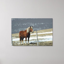 Belgisch ontwerppaard in Paddock Canvas art Afdruk