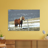 Belgisch ontwerppaard in Paddock Canvas art Afdruk (Insitu (Woonkamer))