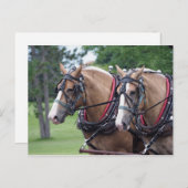 Belgisch ontwerpteam voor paarden briefkaart (Voorkant / Achterkant)