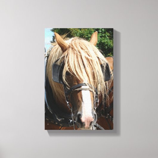 Belgisch paard canvas afdruk (Voorkant)