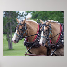 Belgisch paardenteam