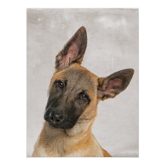 Belgisch Poster Shepherd (Voorkant)