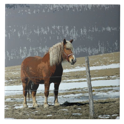 Belgisch trekpaard in Paddock keramische Tegel Tegeltje (Voorkant)