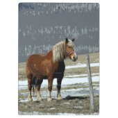 Belgisch trekpaard in paddock klembord (Achterkant)