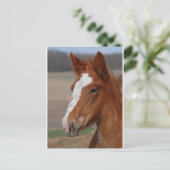 Belgisch vuil briefkaart (Staand voorkant)