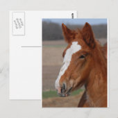 Belgisch vuil briefkaart (Voorkant / Achterkant)