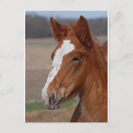 Belgisch vuil briefkaart (Voorkant)