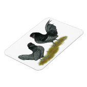 Belgisch waterbedrijf Bantams Magneet (Linkerzijde)