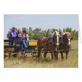 Belgisch wetsontwerp voor paarden