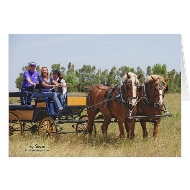 Belgisch wetsontwerp voor paarden (Voorkant Horizontaal)