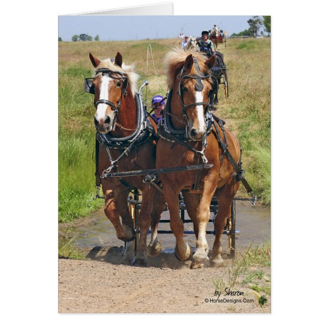 Belgische conceptpaarden (Voorkant)