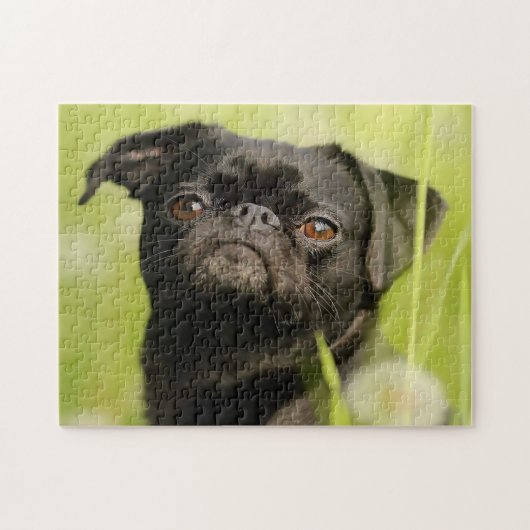 Belgische Griffon hond. Legpuzzel (Horizontaal)