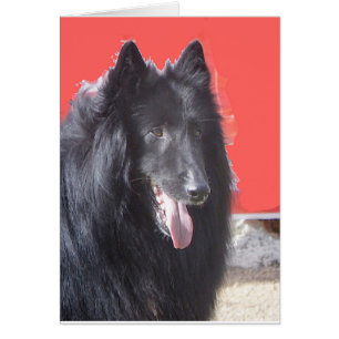 Belgische Groenendael