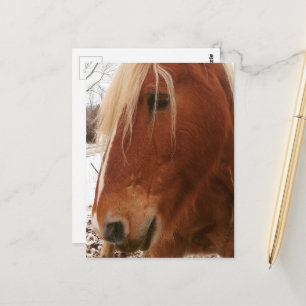 Belgische hengst ruin briefkaart