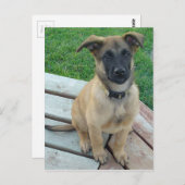 Belgische Herder Malinois Hond Briefkaart (Voorkant / Achterkant)