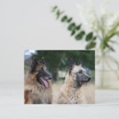 belgische herders briefkaart (Staand voorkant)