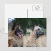 belgische herders briefkaart (Voorkant / Achterkant)