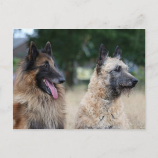 belgische herders briefkaart