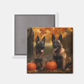 Belgische Malinoi Puppy Herfst Delight Pompoen Magneet (Voorkant / Achterkant)