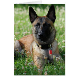 Belgische Malinois