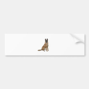 Belgische Malinois (A) Bumpersticker